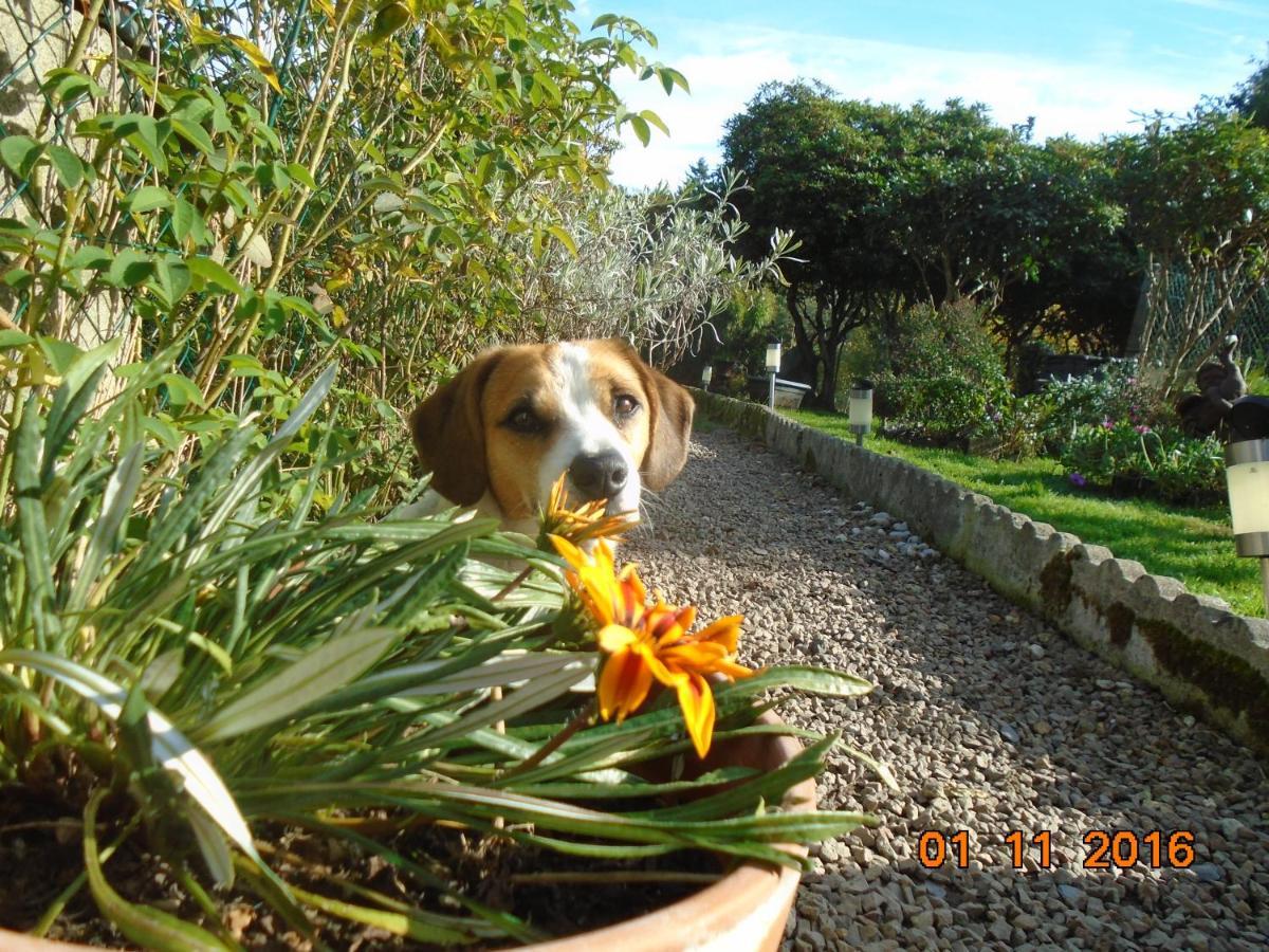 La Mare Aux Fees Bed & Breakfast Huelgoat Exterior foto